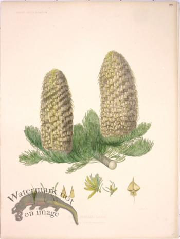 Lawson Pine Cone 10